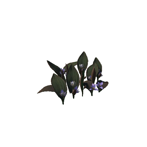 Flower_Tulipa regelii5